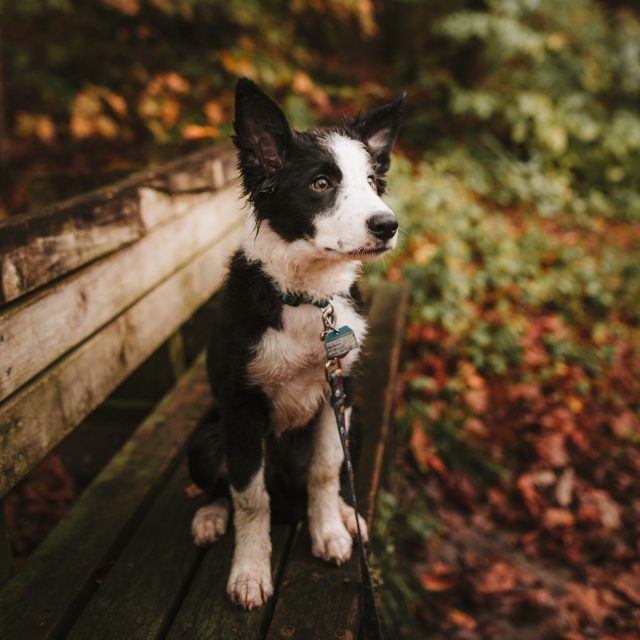 Pet Camping Guide: What to Pack for Fido