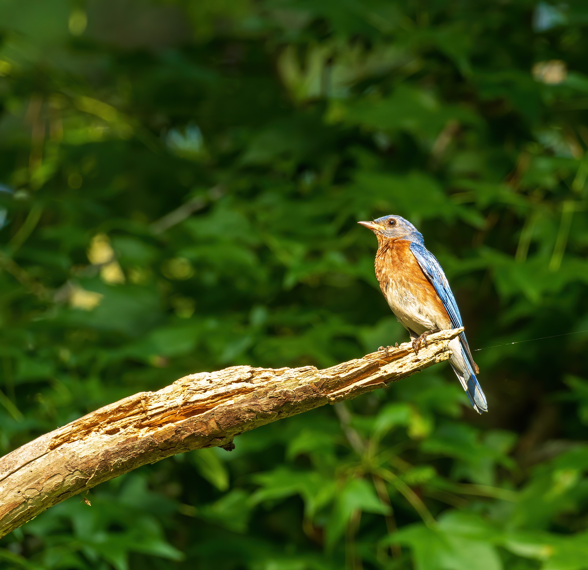 Bird Watching for Beginners